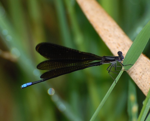 Male (Argia fumipennis atra)
2005_03_23_FL